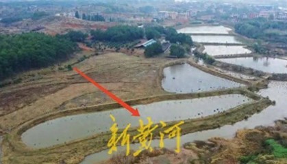 65岁农妇荒塘养鱼被判“非法占用农地”:羁押10月后免刑,仍喊“我没罪”