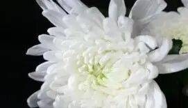 乌军士兵乔装成俄军,与俄士兵寒暄,随后趁其不备将两名俄军枪杀,无人机拍下全过程