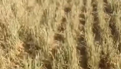 山西一地村民称村里浇地180元每小时,多方回应