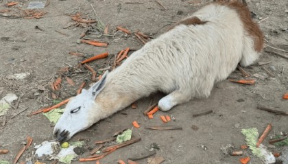 网友称一动物园羊驼被投喂吃撑倒地翻白眼,园方回应:确实吃饱了