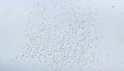 蔡国强烟花秀无人机受干扰坠海,演出公司称准备两千架,村委会:无人机有定位,会找回