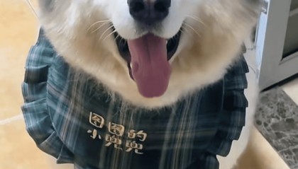 潘宏再陷风波:宠物狗在其指定的托运公司死亡 狗主人发帖遭网暴