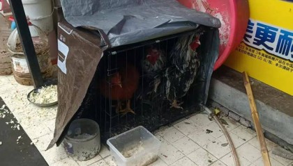 凌晨打鸣到天亮!长沙一小区超市养4只公鸡邻居难入睡,回应:尽快吃掉