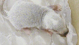 九江惊现“神秘动物”，它到底是啥？