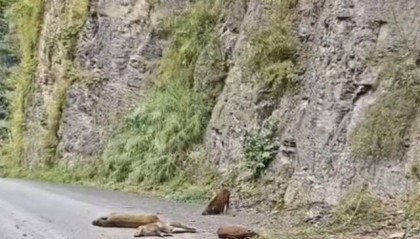 云南“6头野猪从天而降”?实为被猎捕时跳崖 对话野猪“赏金猎人”:干这行不赚钱