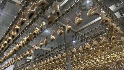 “没有一只鸡能活着飞出滑县”,道口烧鸡开启新纪元