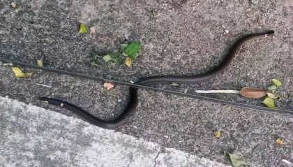 浙江一地惊现“双头蛇”!村民吓懵:还会倒着爬