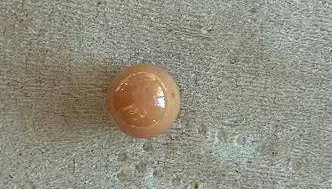 极为罕见!大连渔民吃海螺时,竟然吃出……