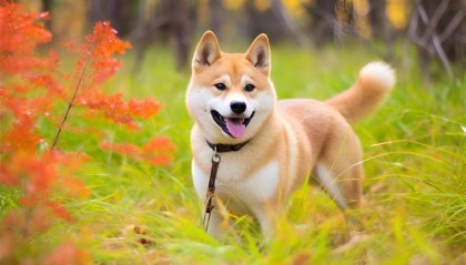 不忍了!日本为秋田犬发“数字血统证明”:防止造假【附区块链技术市场规模预测】