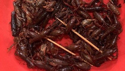 价格腰斩,还要跌!合肥已大量上市