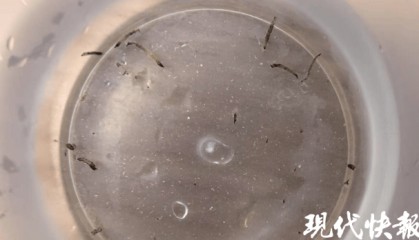 8岁女童持续呕吐活虫一个多月,元凶竟是卫生间小黑虫!很多家庭都有!