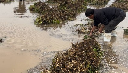 夏旱之后又秋涝,一位河南农户的花生抢收战