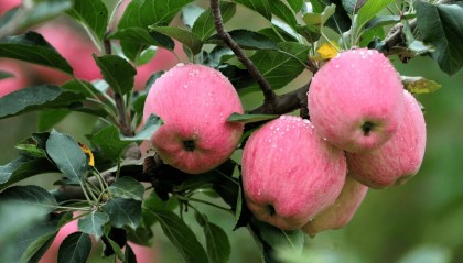 “含糖量”极高!解锁“北方水果公园”山西万荣的甜蜜