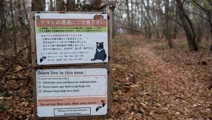 日本遭遇“熊灾”!已致10人死亡,创历史新高