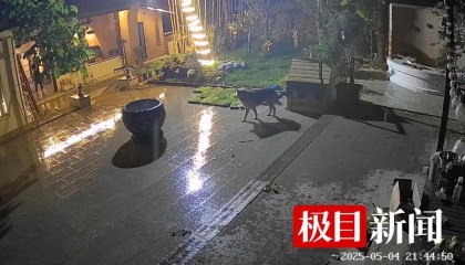 西安一农家院疑似有狼溜入,当事人称事发当天在院子里处理羊肉,“可能狼就是闻到这个味道过来的”
