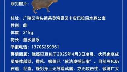 “嫌疑犯”一岁半!出逃长达40天,江苏动物园发布悬赏公告