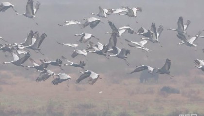 河南商城:发现河南境内最大数量白枕鹤种群