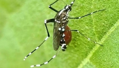 “大白天都咬人,隔着衣服都被咬”!花蚊子猖獗,专家提醒:有些已有耐药性