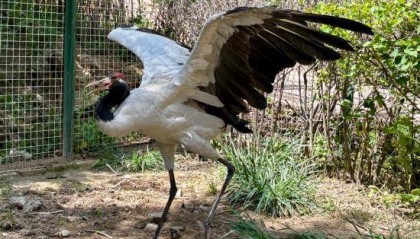 鹤舞高原——黑颈鹤“降级”背后的青海守护