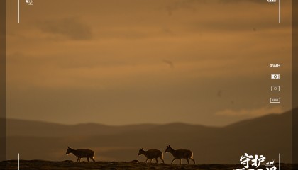 守护可可西里丨藏羚羊产仔,原来还有这么多秘密!