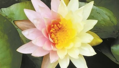 云溪植物园惊现双色睡莲