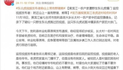 东北虎视频发布者:山上常有野猪、熊