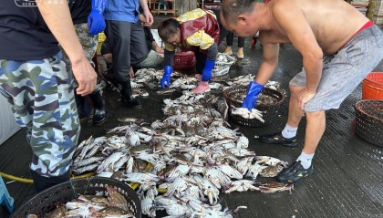 起猛了!东海梭子蟹2元/斤,杭州市场到货量惊人