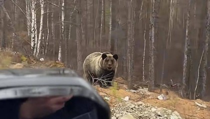 男子在大兴安岭林区偶遇野生棕熊,附近垃圾成片被吐槽,当事人:已有人员打扫