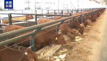 美关税政策下巴西牛肉出口承压 中巴牛肉贸易合作稳中求进