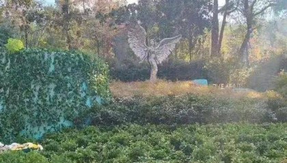 李玟武汉墓地杂草丛生?其姐姐发文回应