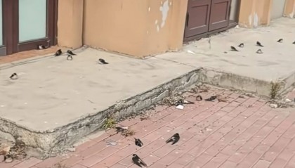 黑龙江五常上百只燕子滞留没南飞冻死不少,当地林草局:自然现象,气温骤降燕崽没扛住