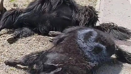 代价惨重!青海一司机撞上羊群,45只羊当场死亡!