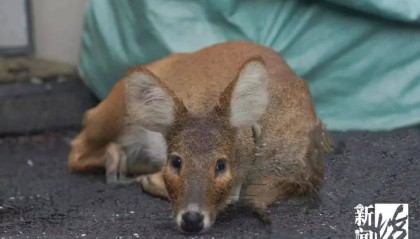 上海惊现越狱者!从浦东游20公里到崇明,身份查清让网友惊掉下巴