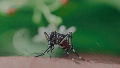 事关“基孔肯雅热”,广东最新通报!涉17地市!江门的情况是...