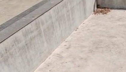 老鼠掉进泳池,广东大叔出动鸡猫狗团队,结果全被老鼠吓跑!网友坐不住纷纷晒战绩