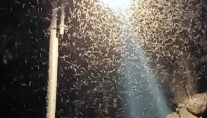 密密麻麻!多得像“马赛克 武汉一湖边漫天飞虫