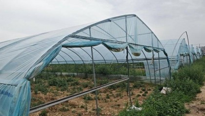 大棚遭断水，蔬菜被哄抢？甘肃一菜农在陕西承包的90座大棚几近绝收