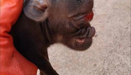 猪生象?云南一母猪诞下两只猪仔形似大象,专家回应