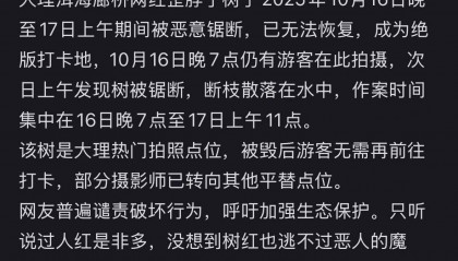 大理洱海网红“歪脖子树”疑被人砍断,当地最新回应:现场调查无线索,警方介入调查