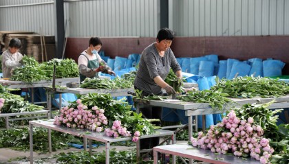 山东博兴:“鲜花经济”助推乡村振兴