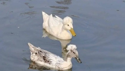 鸭子烫了爆炸头?南京玄武湖“烫头鸭”火了