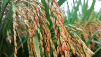 吃大米也能护心脏?我国科学家,这一研究取得重要进展:成功创制全球首个......