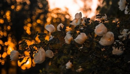 期权怎么交易?请用最通俗的例子解释!