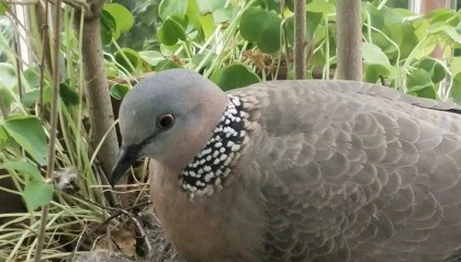 “戴珍珠项链”小鸟又现佛山街头!警方重要提醒