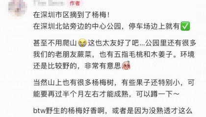 官方回应“网传深圳北站中心公园可以摘杨梅”