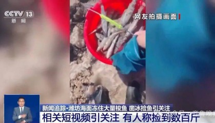 山东一地海面冻住大量梭鱼!有人称捡到几百斤,吃货们“成麻袋”往家扛