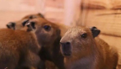 出生1小时就能独立行走,济南动物园“果果”和“豚豚”的4只新生幼崽,周末和市民见面