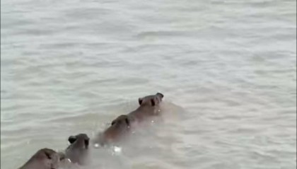 南京六头野猪组队渡长江,网友:天蓬元帅天上管水军的
