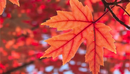 华为Mate 70系列手机影像技术曝光,“红枫原色影像”引期待