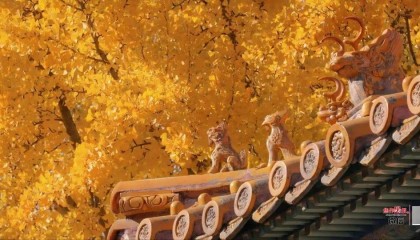 银杏金黄!铺满焦作的秋天!